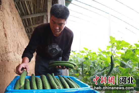 天津科润黄瓜新品种，现代农业的新里程碑