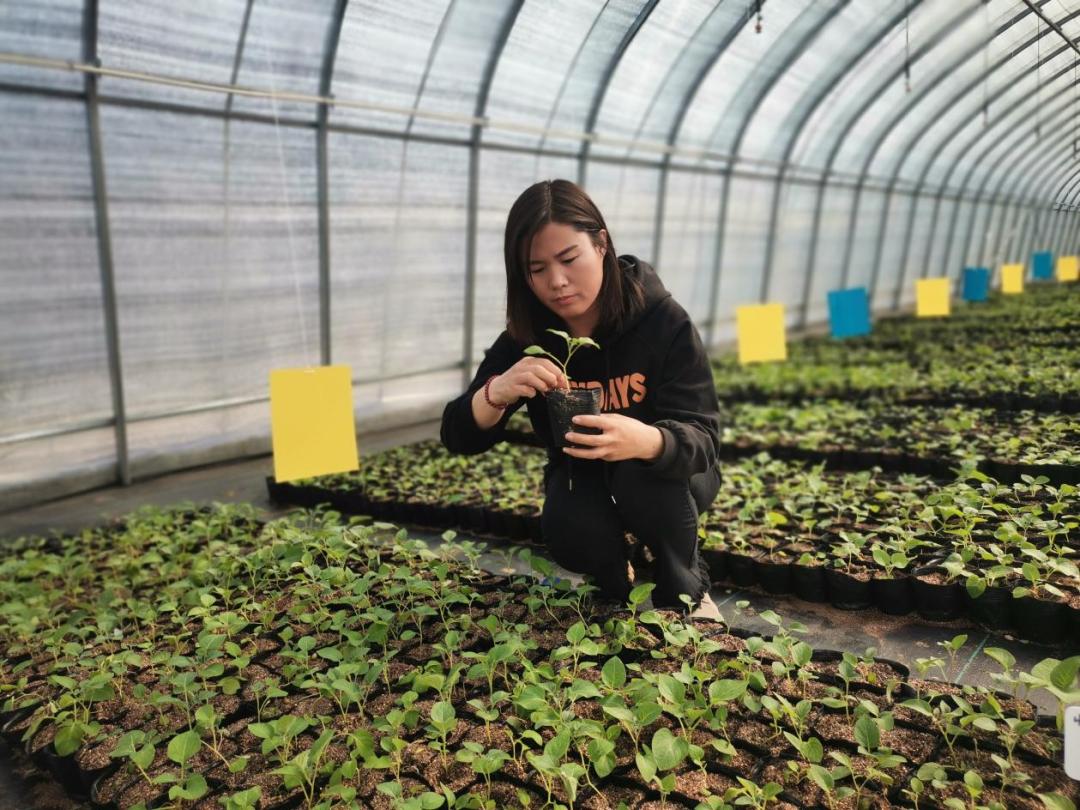 蒙草抗旱招聘最新动态，探寻绿色职业的未来发展之路